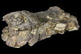 Unprepared Sauropod Dorsal Vertebra - Morrison Formation #120337-1